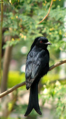 African Drongo...longlost twin of Indian drongo!