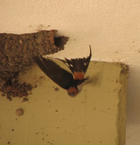 swallow coming out of nest