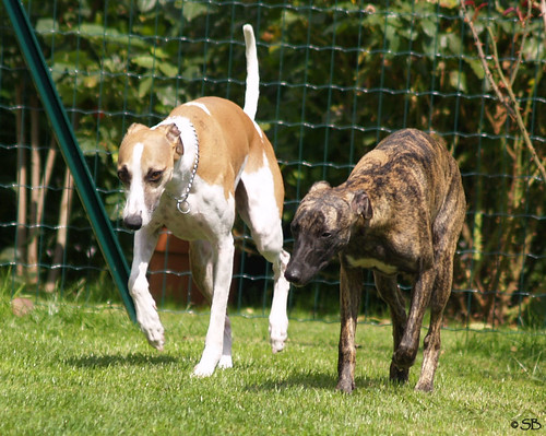 Besuch in Bludesch: Whippets Amy, Mendi