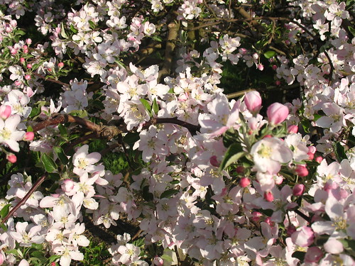 Blütenmeer auf Apfelbaum der Sorte Fuji