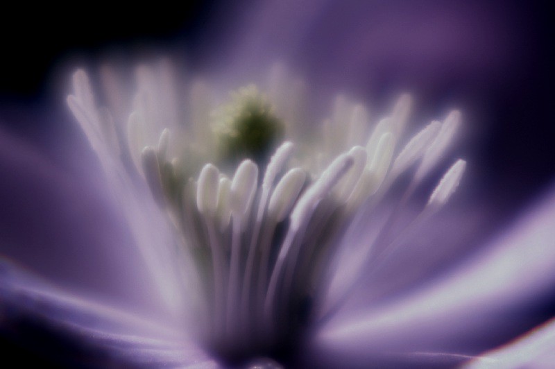 Clematis Stamens in Blue and Cream