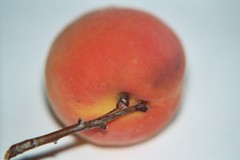 Apricots 17