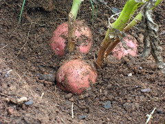 potatoes in ground