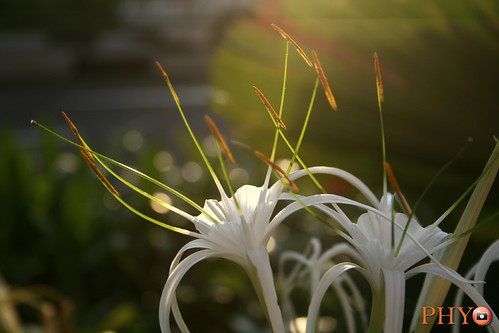 Flower In Sunset
