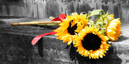 Black And White Sunflower Background. Sunflower bunch Bamp;W ackground