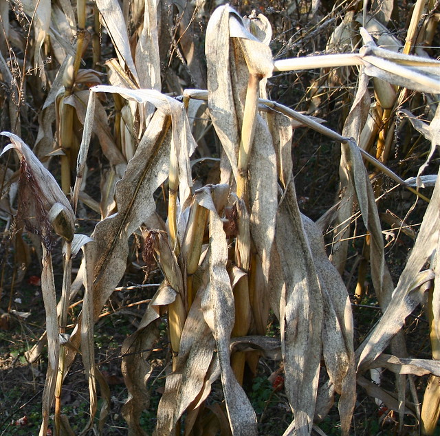 Corn Field at Harvest