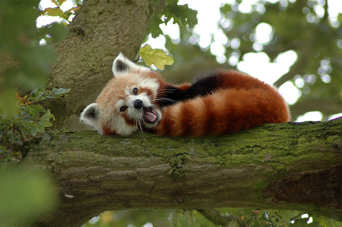 red panda yawning