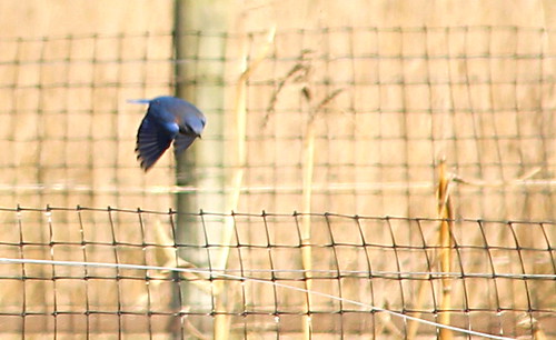 Bluebird Hunting