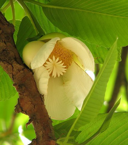 Flower of the Elephant Apple Tree (a variety of magnolia)