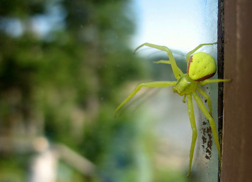 another yellow spider