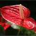 红火鹤 Anthurium
