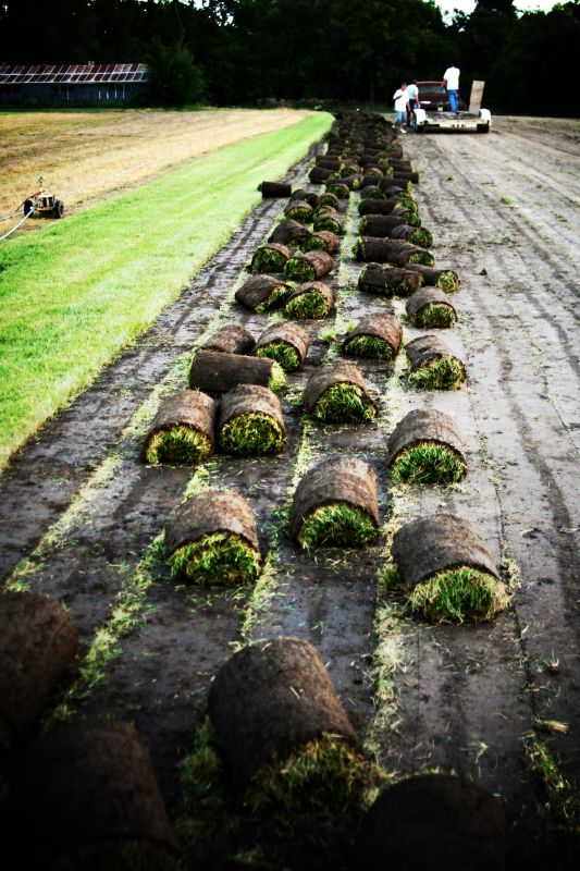 Every sod ball must be rolled cut by hand.