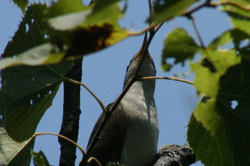 Yellow-billed Cuckoo (Closeup)