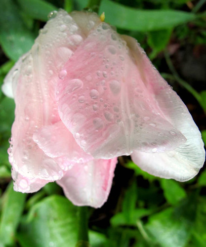 drenched tulip