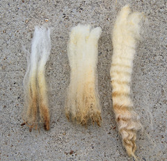 Different grades of wool