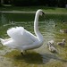 Swan Mama and Swan babies