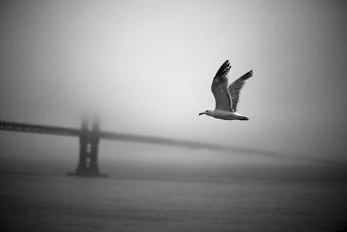 Misty Morning in SF by Luis Montemayor.