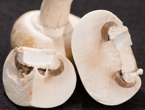 Mushroom, by photobunny