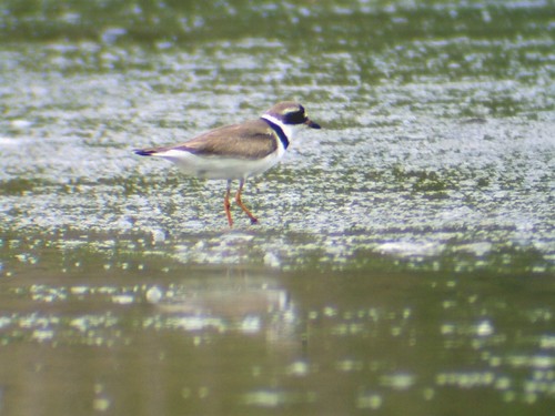 semipalmated plover2