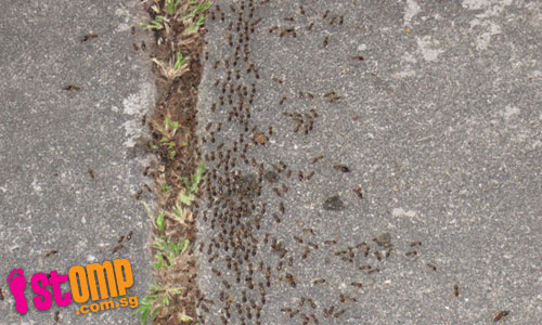  Army of large black ants invade building at Margaret Drive