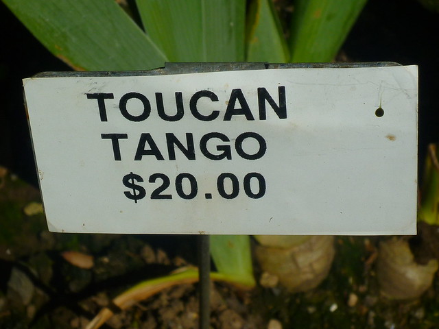 toucan tango
