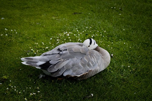 Duck, Kew Gardens