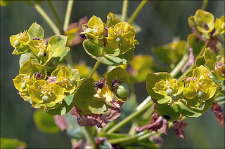 Euphorbia-lucida_5