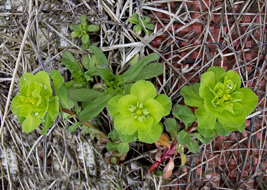 : - / Euphorbia helioscopia / Sun Spurge /   / Sonnwend-Wolfsmilch