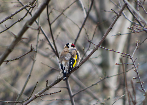   ( ) / Carduelis carduelis / European goldfinch /  / Stieglitz ©  katunchik