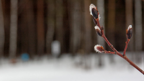 Early Willow Buds ©  Konstantin Malanchev