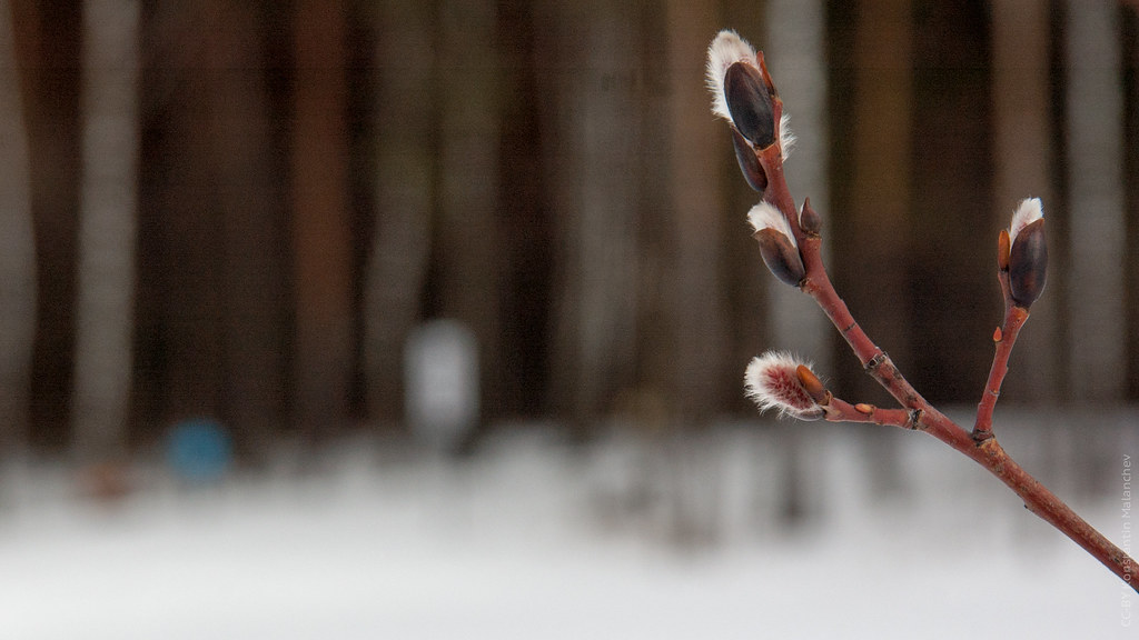 : Early Willow Buds