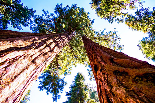 Sequoias ©  specchio.nero