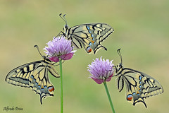 Papilio machaon (tris)
