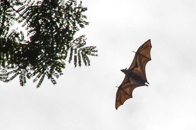 Sri Lankan fruit bat