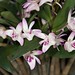 Dendrobium hybrid – Charlie Padelford