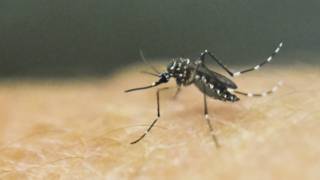 埃及斑蚊：传播兹卡病毒的罪魁祸首