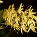 Den. speciosum var. grandiflora – Anita Spencer
