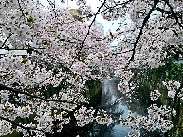 江戸川橋公園の桜がとても綺麗でした。ちな...