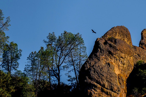 Pinnacles californian condor ©  specchio.nero