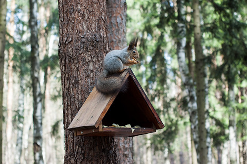 Squirrel Eats Walnut ©  Konstantin Malanchev