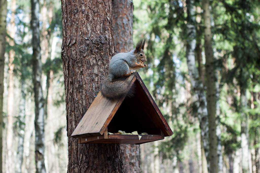 : Squirrel Eats Walnut