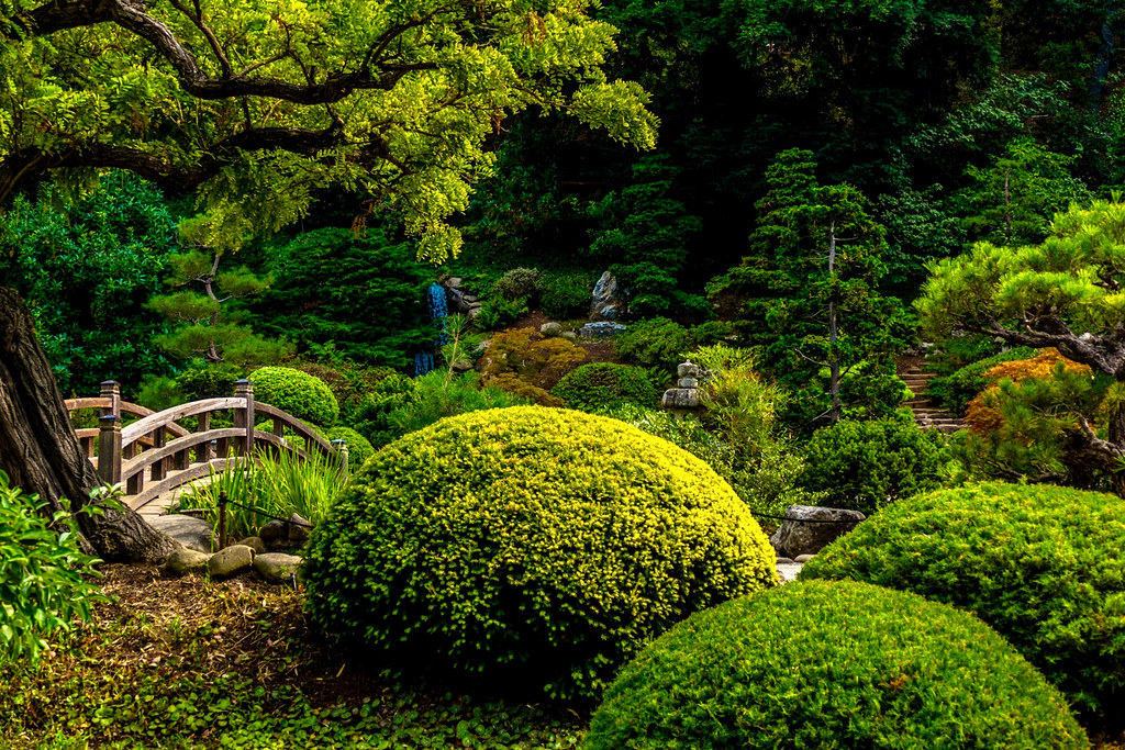 : Japanese garden, Saratoga