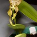 Bulbophyllum burfordiense "Brian Jaya" – Merle Robboy