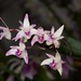 Dendrobium hybrid – Charlie Padelford
