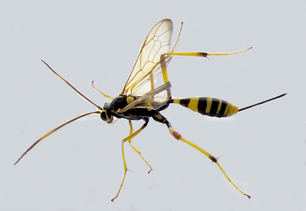 : - / Ichneumon wasp / Schlupfwespen Acroricnus sp.