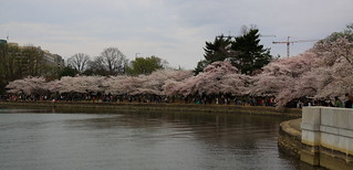 Cherry Blossom. Washington, DC. USA. Mar/2016