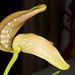 Bulbophyllum burfordiense "Brian Jaya" – Merle Robboy