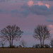Trees at Sunset
