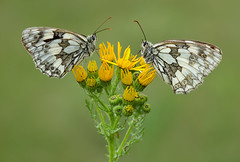 Marbled Whites, South Downs