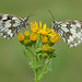 Marbled Whites, South Downs